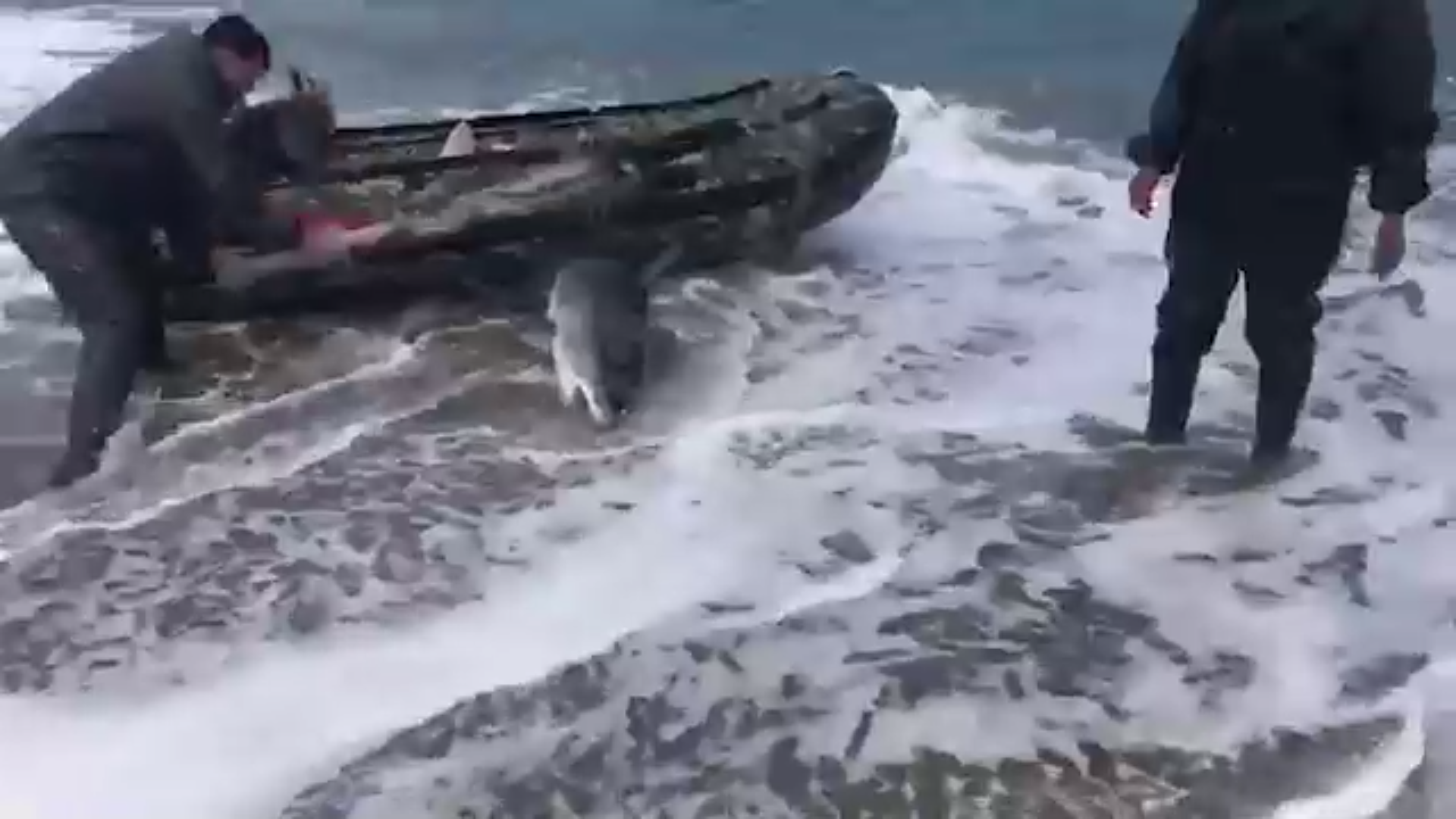 Рыбаки бьют дубиной умирающую акулу. Кадр из видео © Telegram-канал / ЧП, ДТП. Сахалин — Точка отсчёта