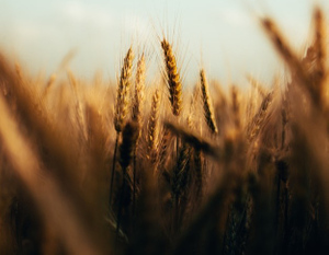 На Украине заявили, что поставка зерна начнётся в ближайшие недели
