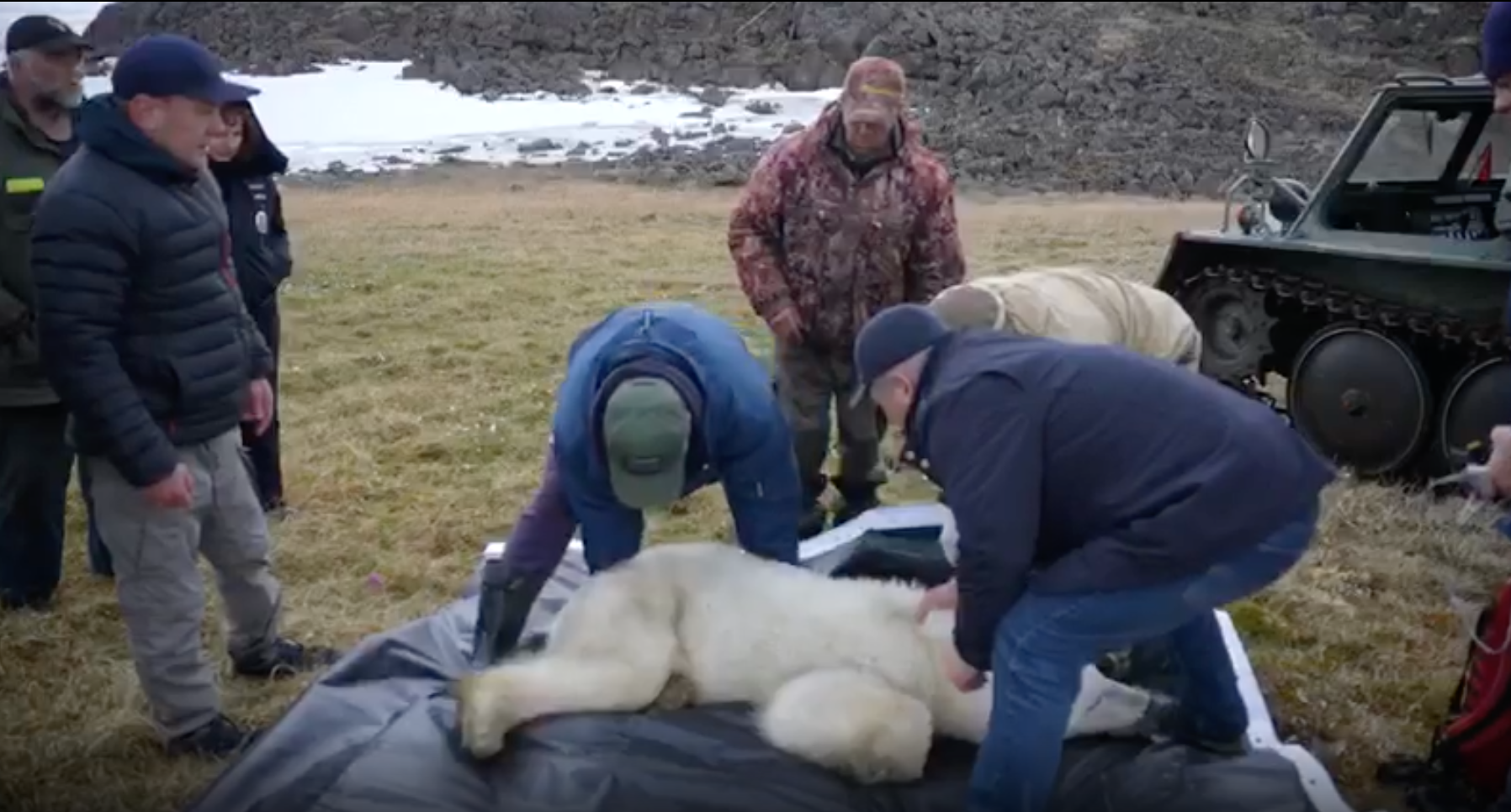 Спасённую в Диксоне белую медведицу вернули в среду обитания с запасом рыбы