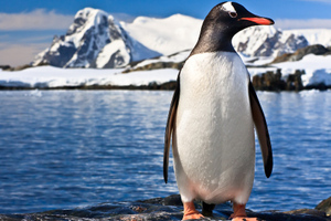 Биологи выяснили, что древние пингвины пережили жару и мигрировали в Антарктиду