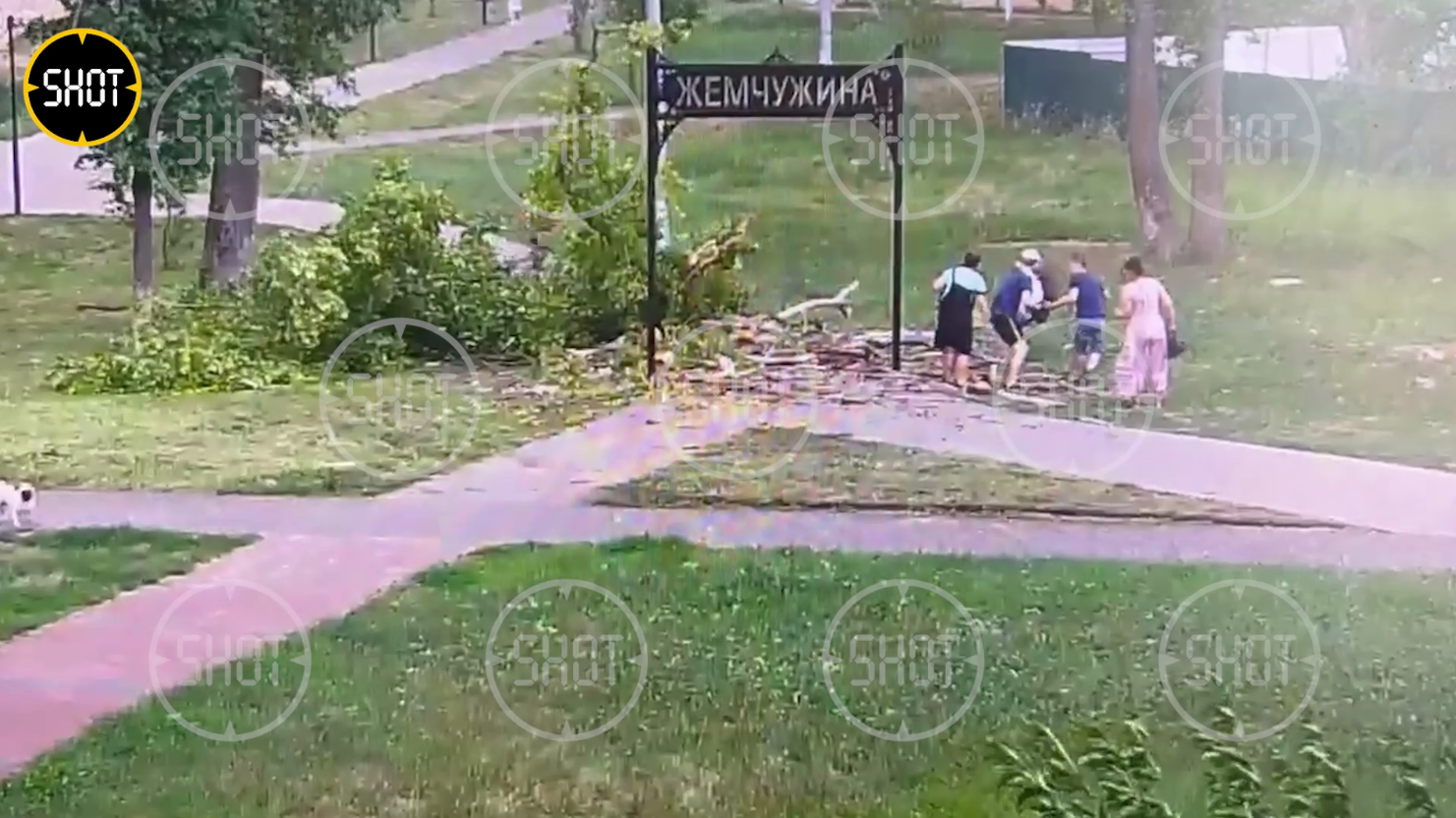 В Серпухове огромное дерево рухнуло на 13-летнюю девочку