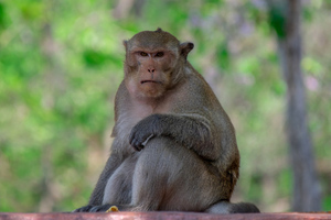 В Роспотребнадзоре рассказали о мерах по недопущению завоза оспы обезьян