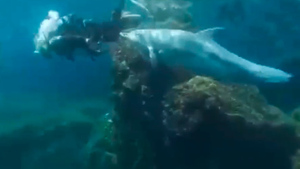 Японские дельфины стали агрессивнее и кусают дайверов