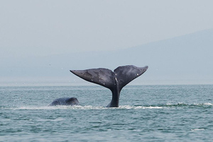 Людей не подпускает: В Охотском море редчайший гренландский кит запутался в сетях