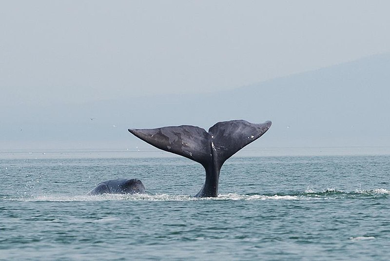 Катер не подпускает: В Охотском море редчайший гренландский кит запутался в сетях