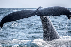 Зоолог рассказал о состоянии запутавшегося в сетях в Охотском море редчайшего кита 
