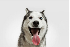 Опровергнуты мифы об особенностях крупных пород собак