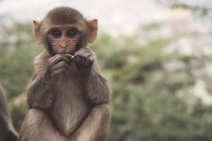 В ВОЗ сообщили о распространении оспы обезьян среди детей