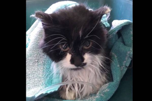 Назвали Вонька: В Бурятии школьница спасла кошку, которая три дня просидела в яме уличного туалета