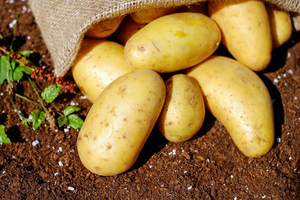 Минсельхоз опроверг данные о нехватке в России картофеля