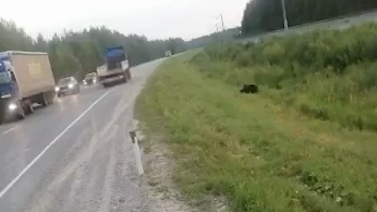Живодёры расстреляли медвежонка, гулявшего около трассы под Ханты-Мансийском