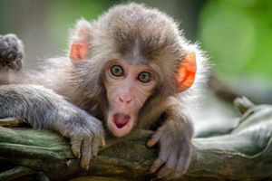 Учёные выявили новые "неприличные" симптомы оспы обезьян у мужчин
