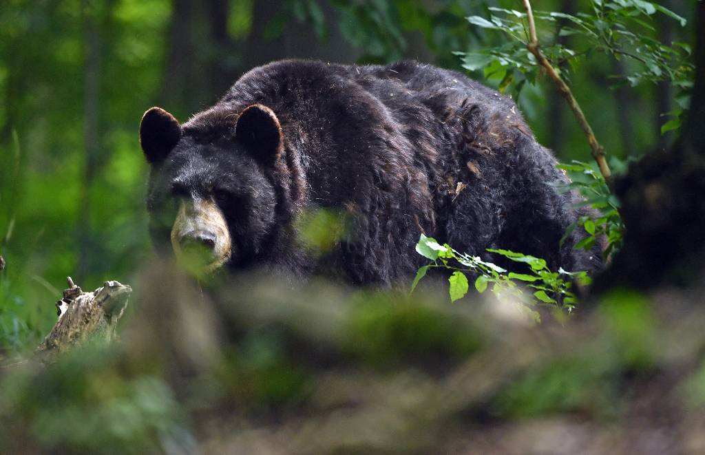 На Сахалине медведь растерзал парня с девушкой и несколько дней питался их телами