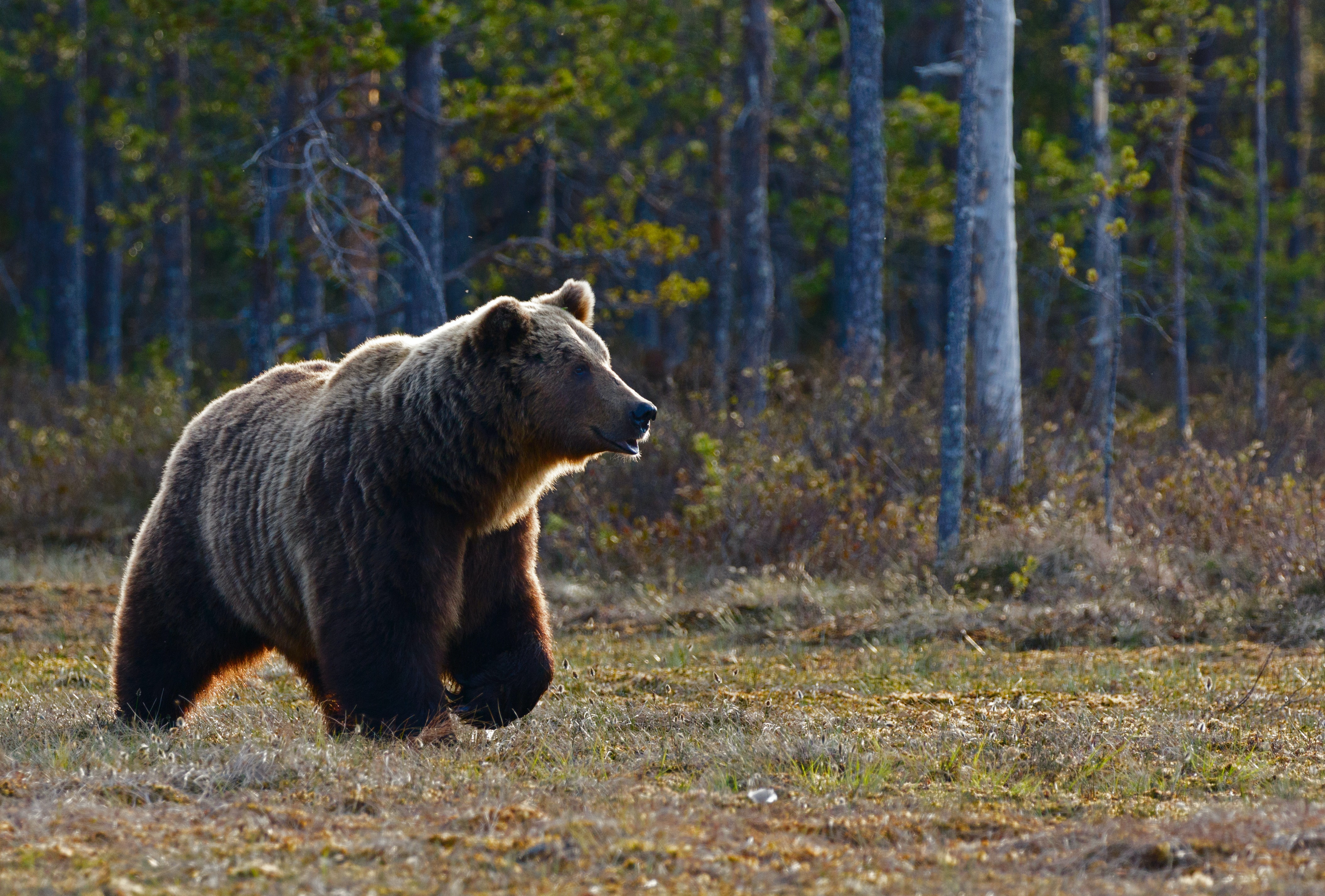 Новость о растерзанных медведем парне и девушке на Сахалине оказалась фейком