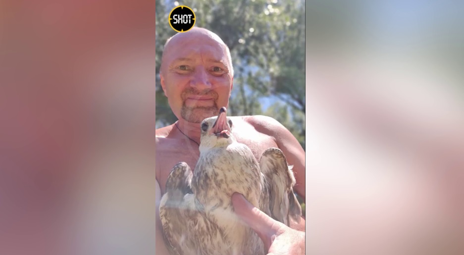 Турист из Краснодара спас крымскую чайку с подбитым крылом и обрёл настоящего друга