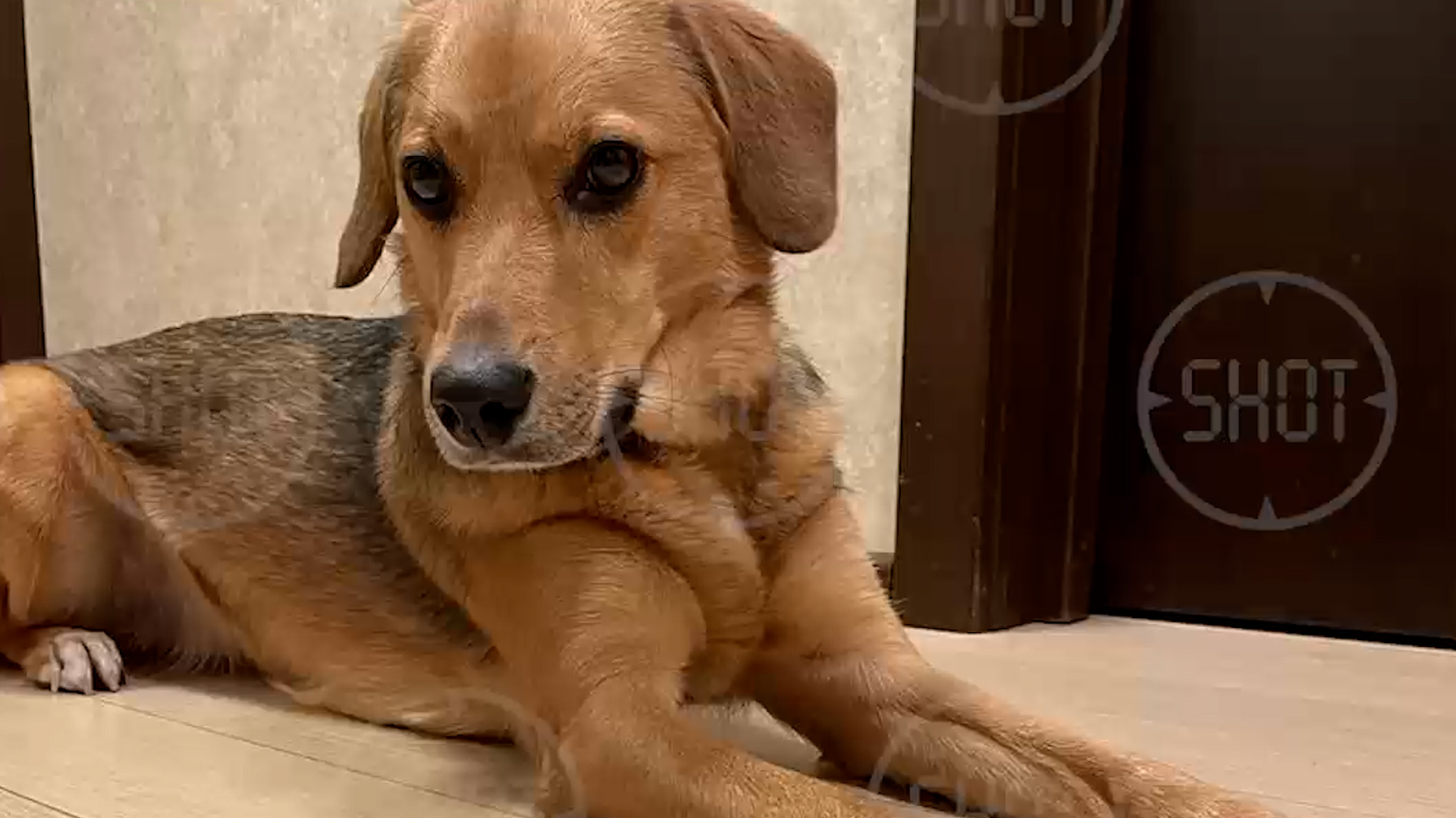 Сосиски, начинённые отравой: В Бутове произошло массовое отравление собак
