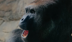 Гориллы в зоопарках изобрели уникальный звук для общения с людьми