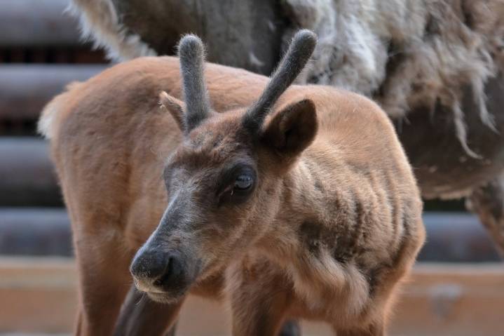 В Ленинградском зоопарке выбрали имя северному оленёнку