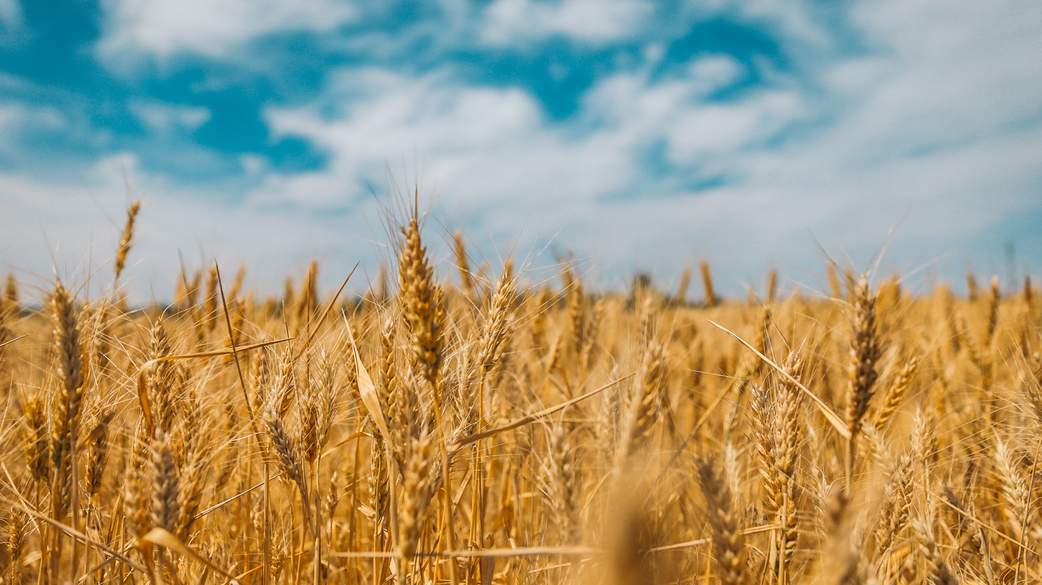 В России спрогнозировали рекордный урожай зерновых