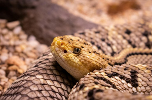 Известный учёный умер от укуса змеи, которую изучал всю жизнь