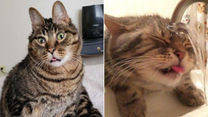 10 фото таких глупых котов, что все теории об их внеземном происхождении сразу же рушатся