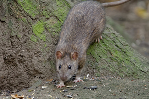 В Саратове крыса искусала ребёнка в парке