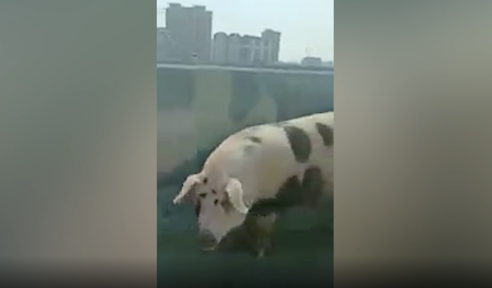 Огромную свинью отловили на шоссе рядом с МКАД