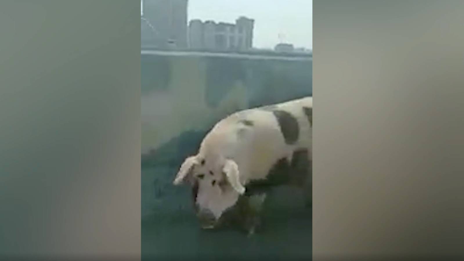 Пойманную на шоссе у МКАД свинью отправили в приют для собак