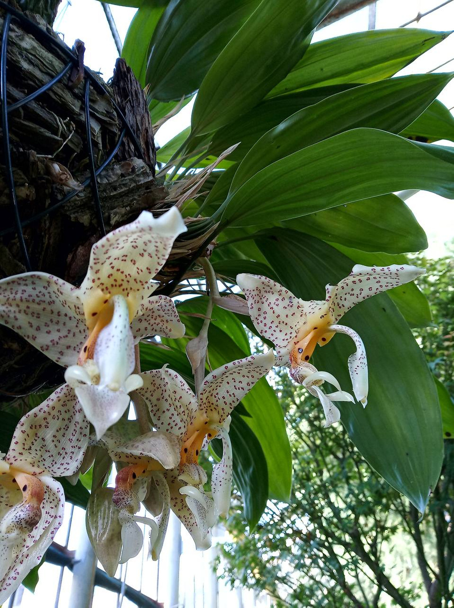 Орхидея Стангопея глазастая. Фото © t.me / Ботанический сад Петра Великого