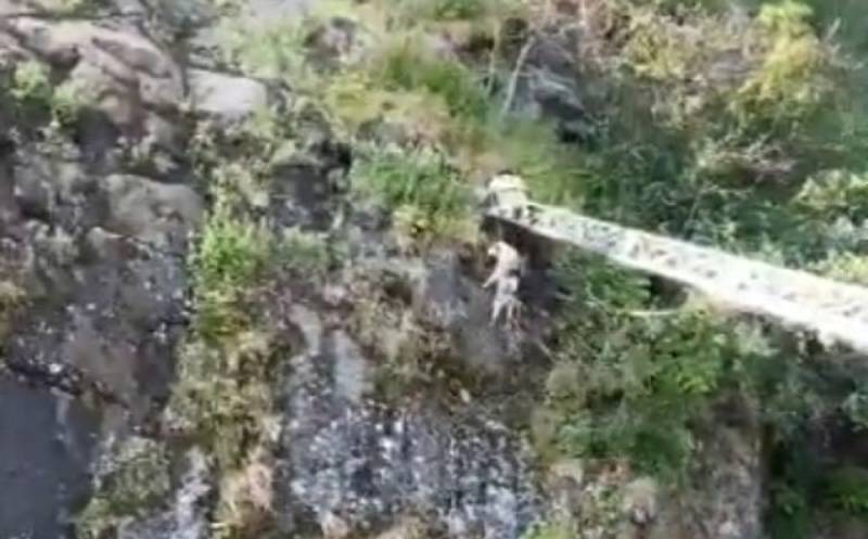 "Просила о помощи": На Камчатке спасатели сняли собаку-альпинистку со скалы