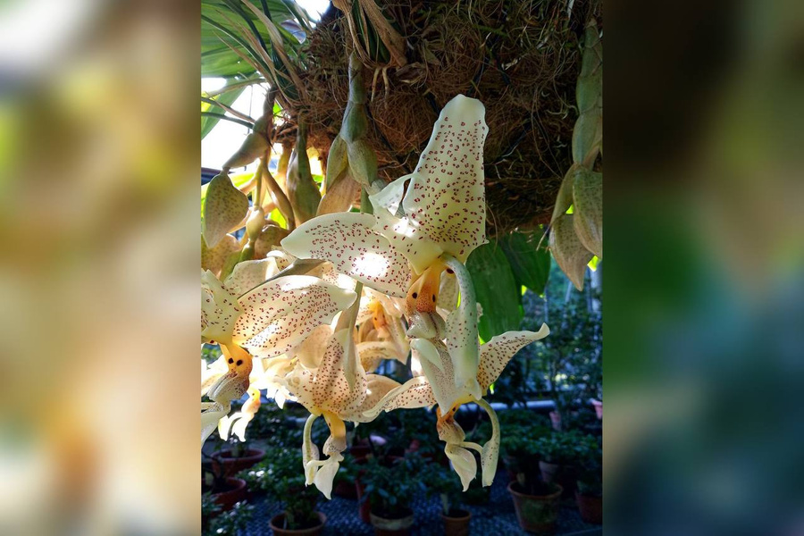 Орхидея Стангопея глазастая. Обложка © t.me / Ботанический сад Петра Великого