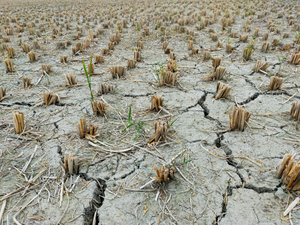 В Китае нашли способ спасти урожай от рекордной засухи