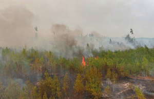 Собянин сообщил об усилении лесных пожаров в Рязанской области