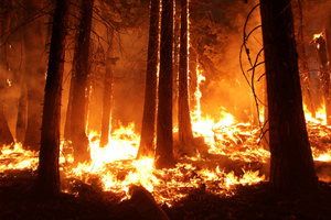 Нужны ли природе лесные пожары и надо ли их тушить