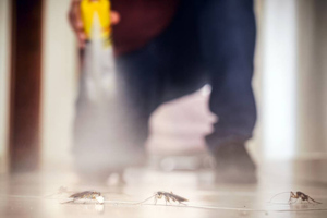 Россиянам рассказали, как навсегда избавиться от тараканов в квартире
