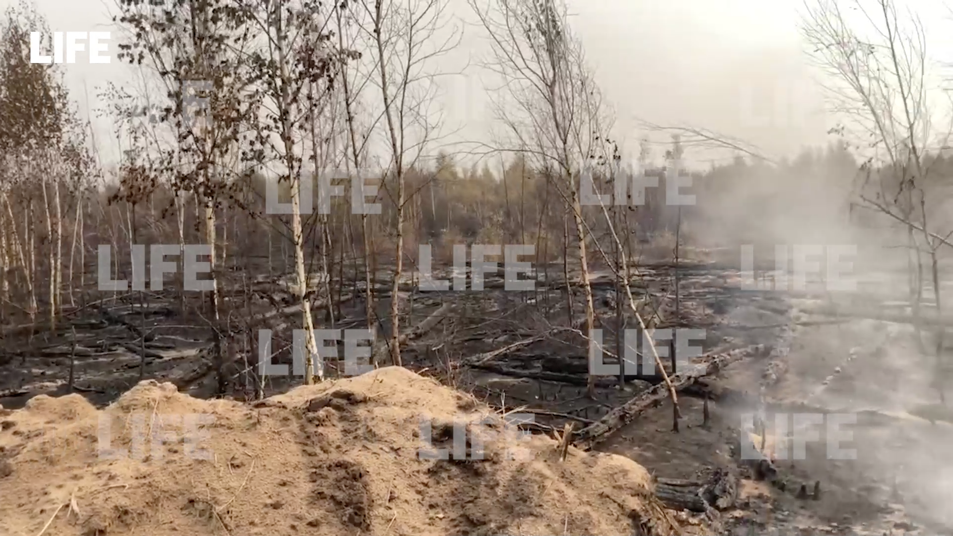 Лайф снял пепелище на месте лесных пожаров в Рязанской области