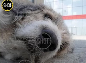 Работники аэропорта месяц подкармливали "челябинского Хатико", которого бросил хозяин