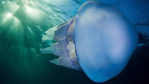 Океанолог объяснила, опасны ли напугавшие туристов в Сочи медузы