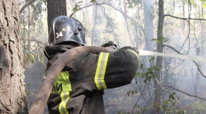 МЧС сообщило о ликвидации верховых лесных пожаров в Рязанской области