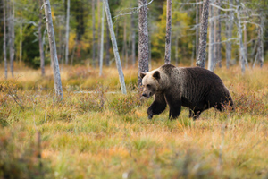 Медведь задрал решившего порыбачить россиянина