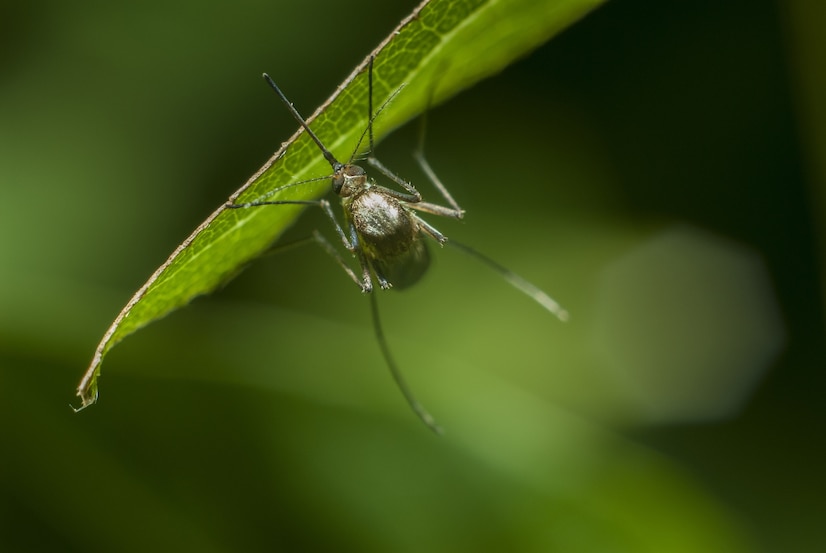 Россиян предупредили об опасном вирусе, переносчиком которого могут быть комары