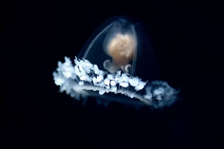 Медуза Turritopsis dohrnii. Фото © Shutterstock