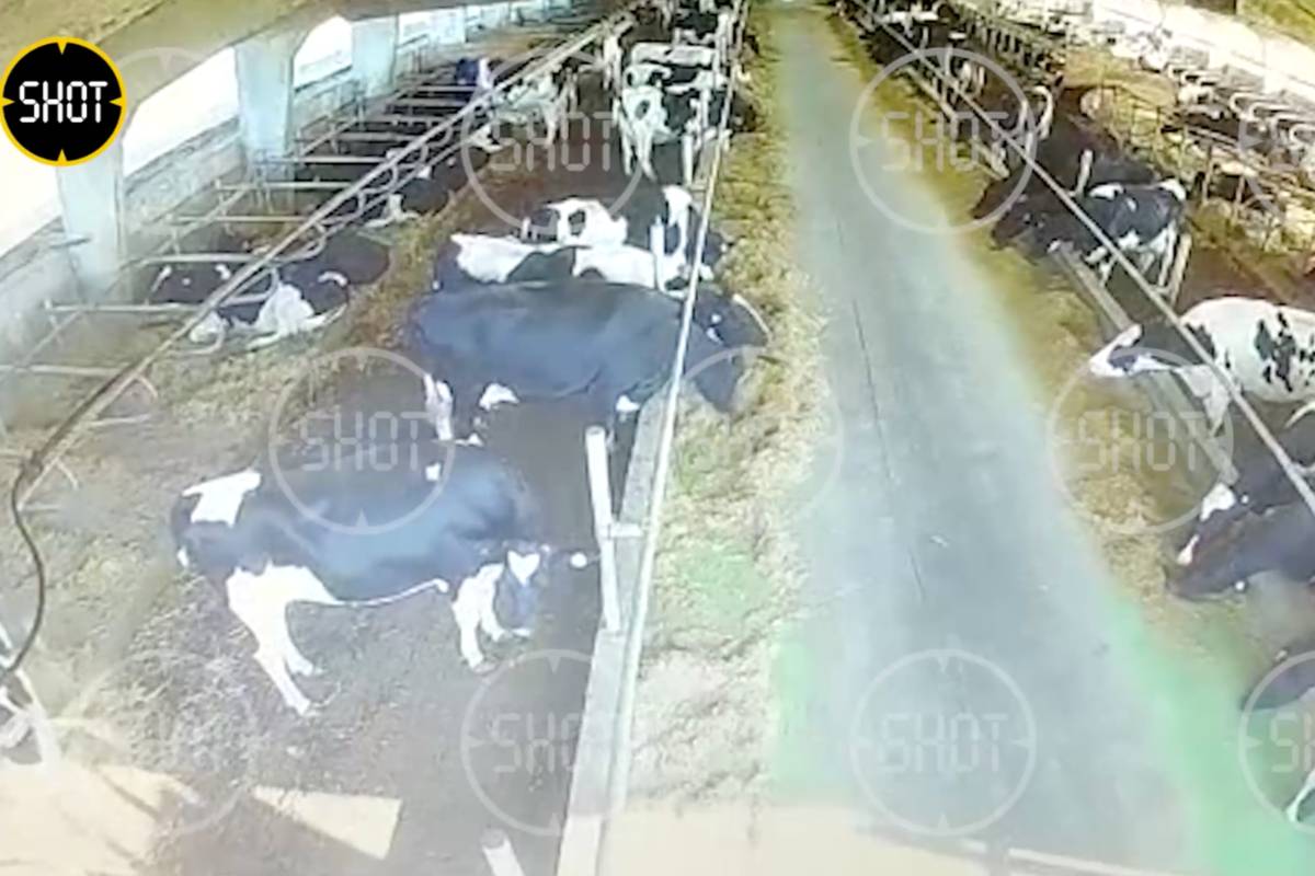 Погибло 20 бурёнок: Момент прилёта снаряда ВСУ в коровник в селе под Курском попал на видео