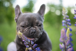 Нарциссы, пионы, тюльпаны и ещё десяток растений оказались крайне опасными для собак