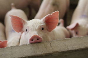 Учёные убили свинью и спустя час воскресили, влив ей специальную жидкость
