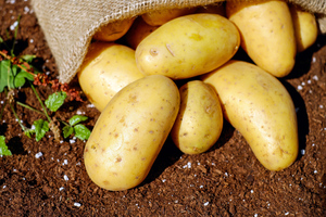 Жителям Подмосковья рассказали, когда лучше всего копать картошку