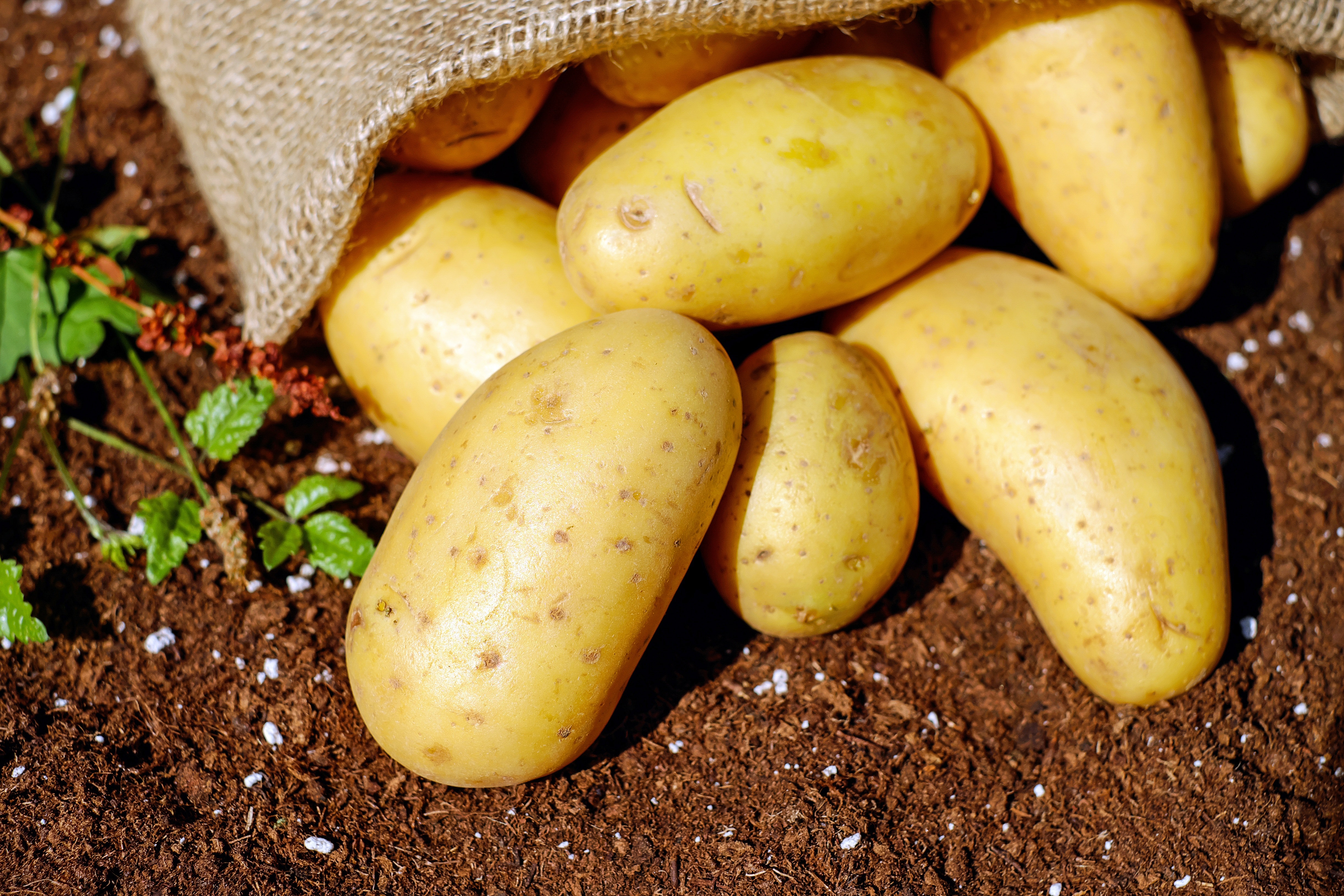 Картошка овощ или фрукт. Инноватор сорт картофеля. Картофель семенной Коломбо. Сорт картофеля Гала. Сорт картофеля Экселенс.