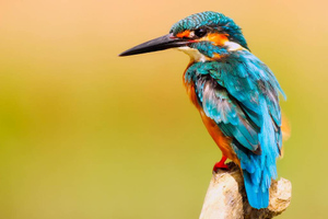 Зоологи выяснили, почему интеллект у разных птиц имеет отличия