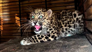 Остался без мамы: В Приморье спасли истощённого детёныша леопарда