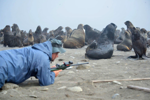 Более ста морских котиков освободили от смертоносных ошейников на острове Тюлений